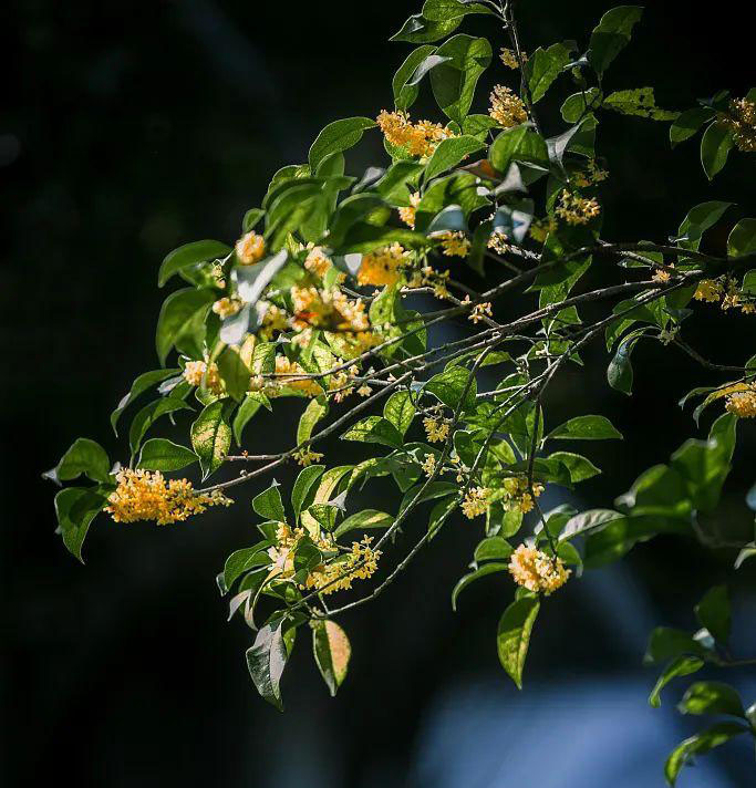 【夜读】影响一生的五大定律封面