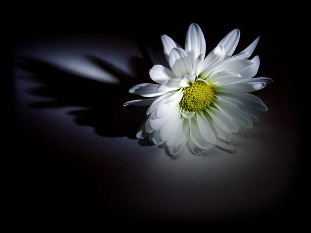 格木教育全体师生员工深切悼念江泽民同志封面